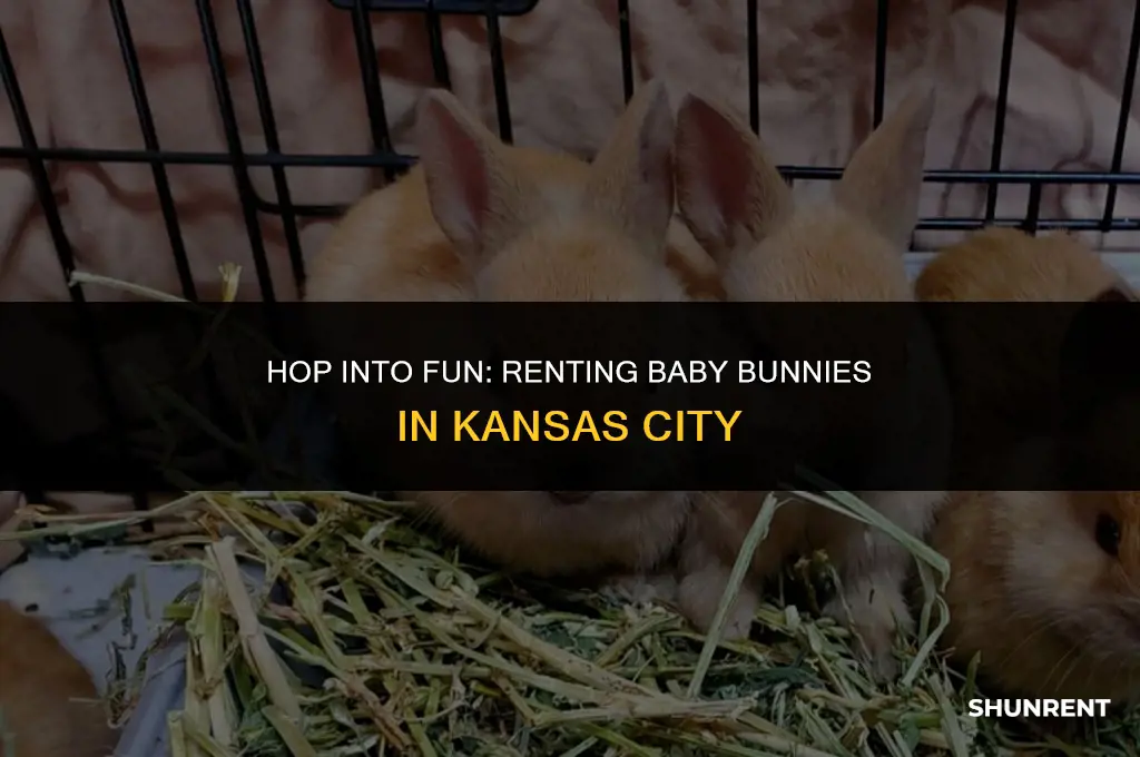 where to rent baby bunnies kansas city