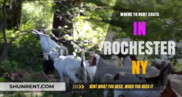Discover the Best Goat Rental Spots in Rochester, NY