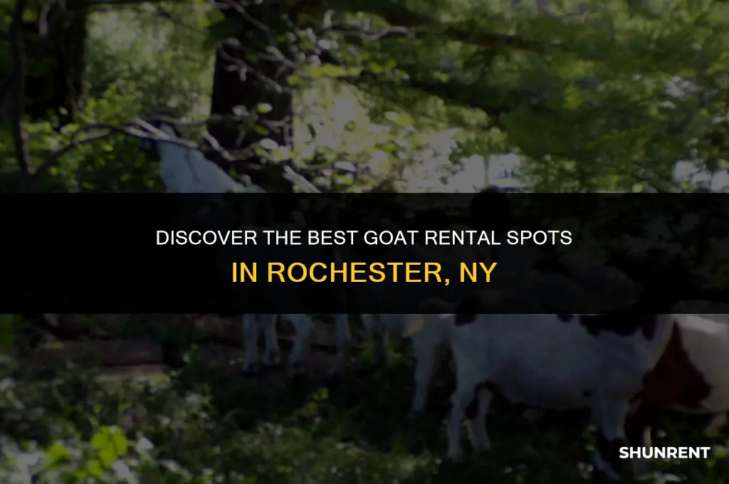 where to rent goats in rochester ny