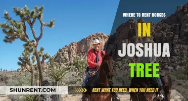 Saddle Up in Joshua Tree: Your Guide to Horse Rentals