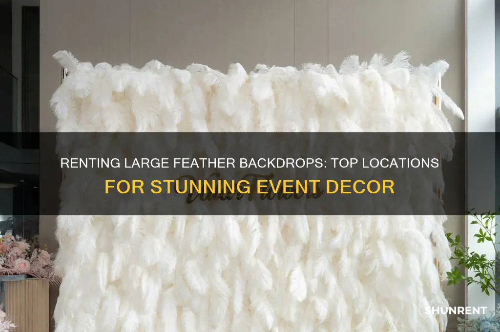 where to rent large feather as a backdrop