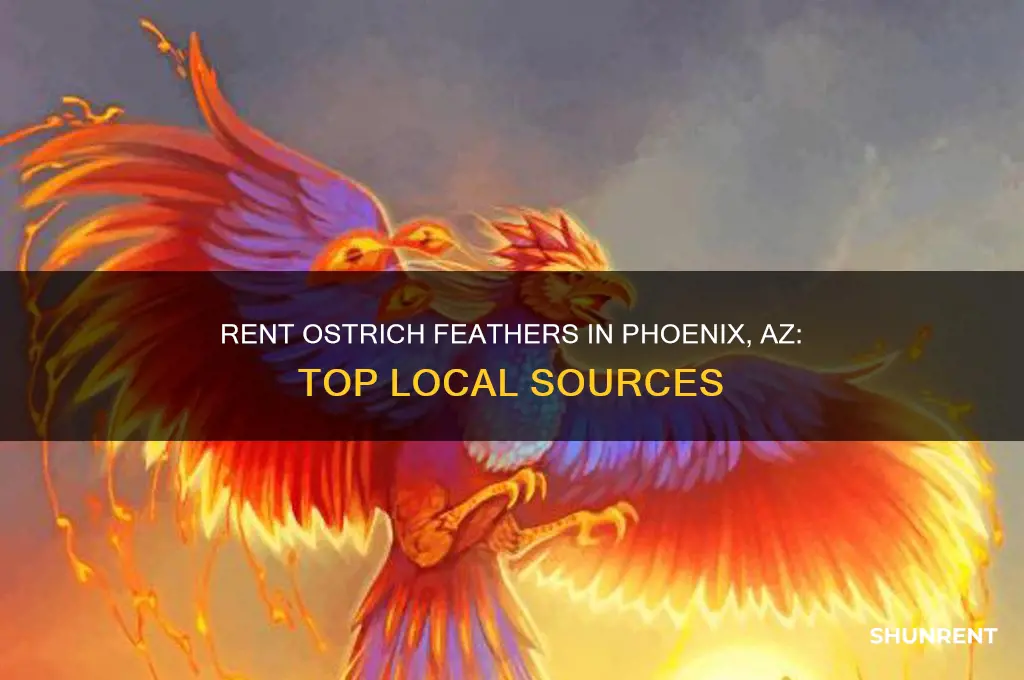 where to rent ostrich feathers n phoenix az
