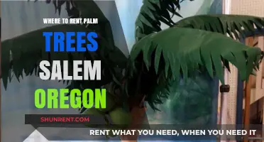Where to Rent Palm Trees in Salem, Oregon: Top Local Options