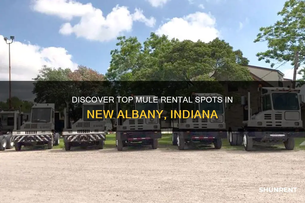 where to rent the mule new albamy in