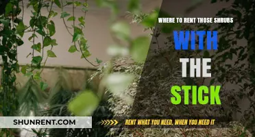 Where to Rent Stick-Supported Shrubs for Events and Decor