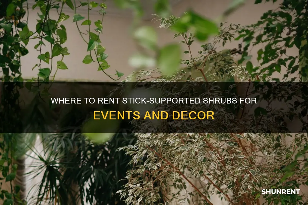 where to rent those shrubs with the stick