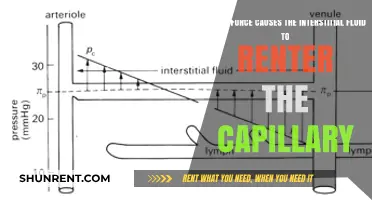 How Capillary Oncotic Pressure Drives Interstitial Fluid Reabsorption
