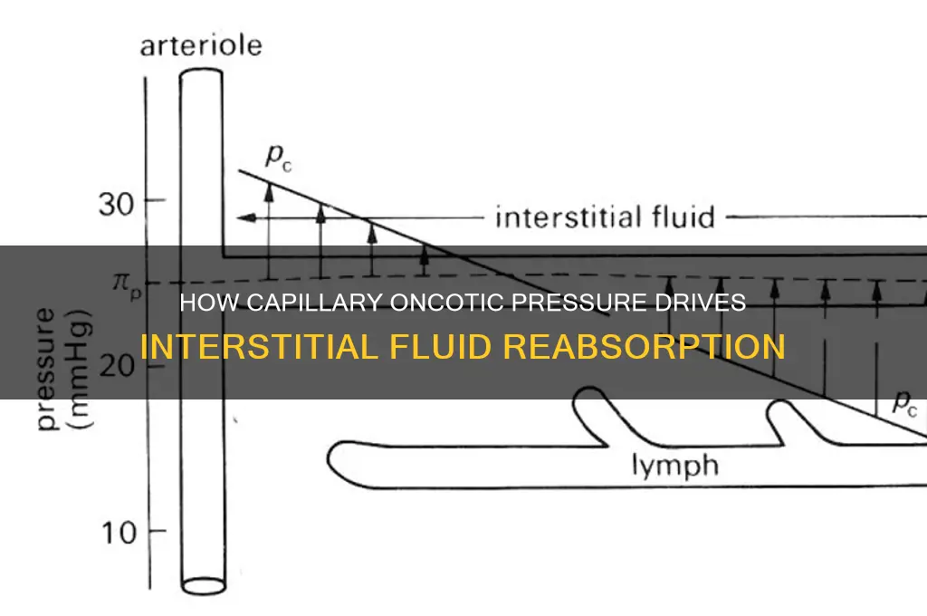 which force causes the interstitial fluid to renter the capillary