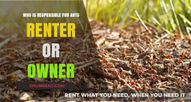 Ant Infestation: Who's Responsible, the Renter or the Owner?